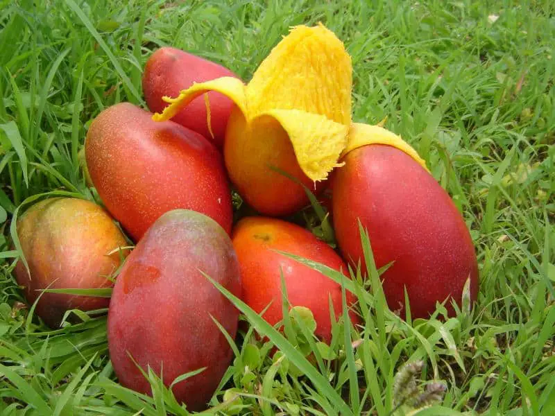 Mango fruct - copt cand are culoarea rosir.