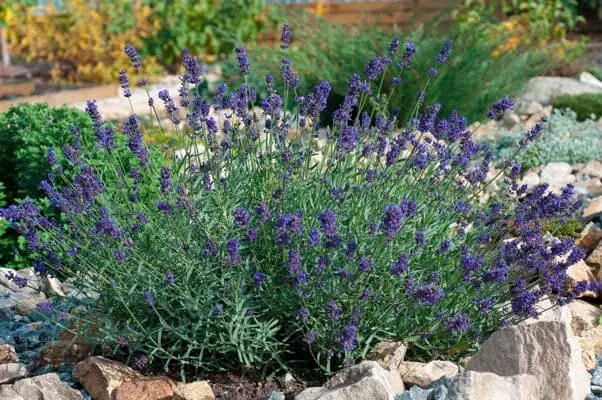 lavender-garden2-1807397